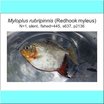 Myloplus rubripinnis.png